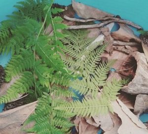 Australian ferns and cones 
